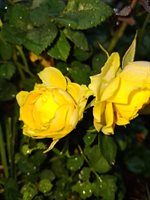 35 Deerfield Drive, Brunswick, ME 04011