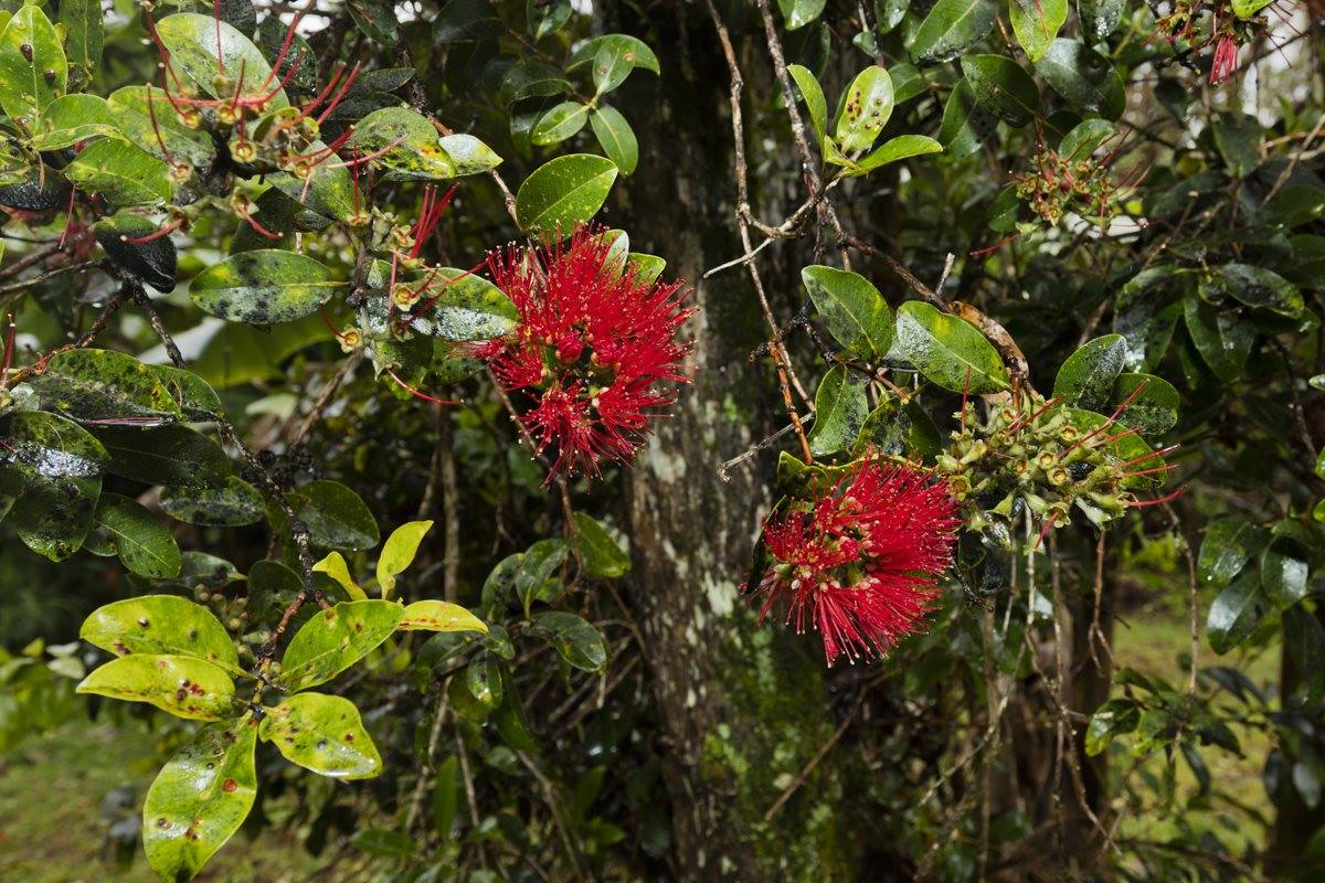 18-2274 Laulea Rd, Mountain View, HI 96771