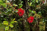 18-2274 Laulea Rd, Mountain View, HI 96771