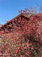 210 South Ozark Trail, Goodman, MO 64843