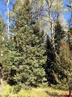 200 Crest Drive, Cimarron, CO 81220