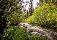 125 Aspen Trail, Cimarron, CO 81220