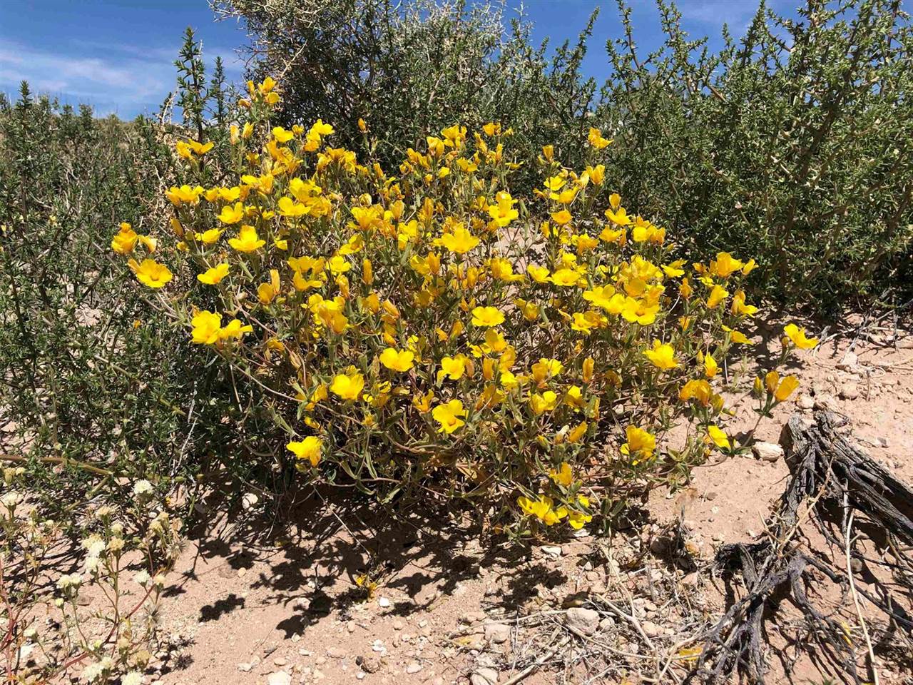 000 Pumice Mill Road, Chalfant, CA 93514