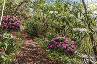 12 Bird Creek Estates Road, Black Mountain, NC 28711