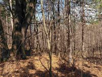 40 acres Town Hall, Dellona, WI 53944
