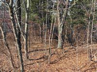 40 acres Town Hall, Dellona, WI 53944