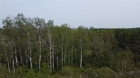 M48L15/16 US Rt 1, Grand Isle, ME 04746