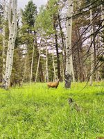 457 Wildflower Drive, Cimarron, CO 81220