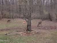 5720 Chambers Road, FremontTownship_Tuscola, MI 48744