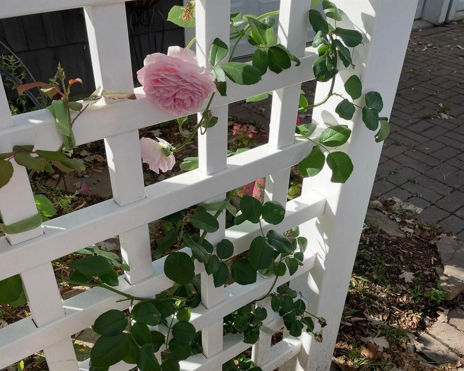 512 Hardacre Avenue, Marshfield, WI 54449