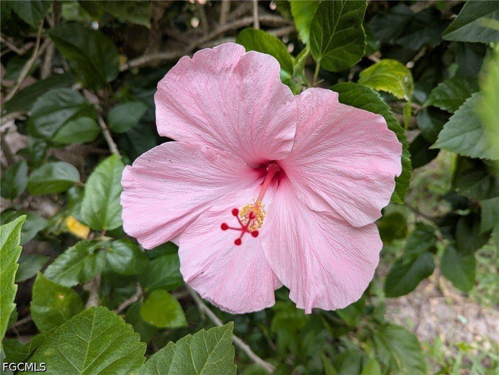 3731 SW 17th Avenue, Cape Coral, FL 33914