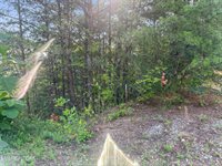 450 Buffalo Lane, Tazewell, TN 37879