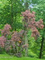 450 Buffalo Lane, Tazewell, TN 37879
