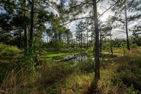 0 Odis Greene Road, DeRidder, LA 70634