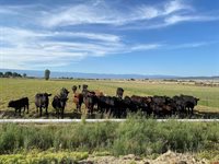 TBD 6000 Road, Olathe, CO 81425
