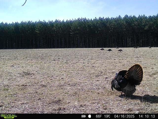 120 Acres MOL STETTIN DRIVE, Wausau, WI 54401
