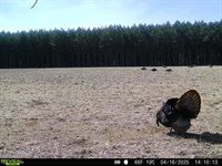 120 Acres MOL STETTIN DRIVE, Wausau, WI 54401