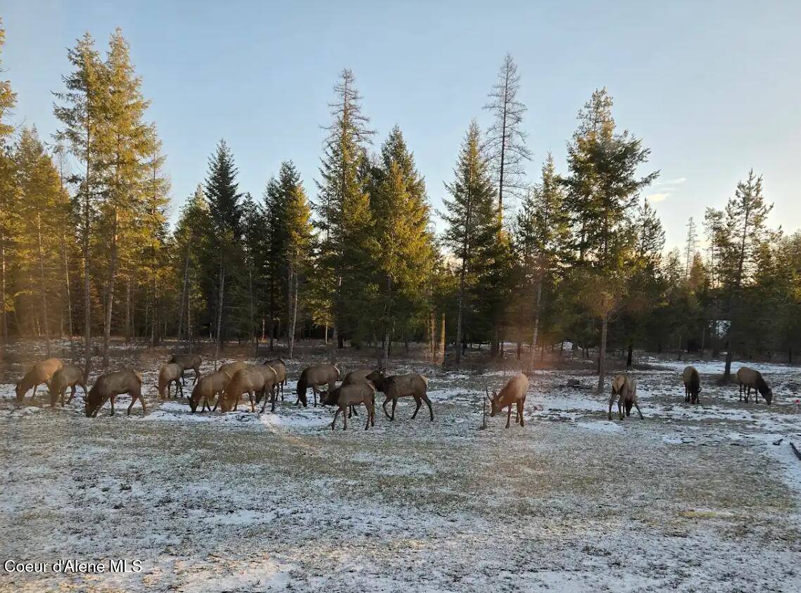 386 Ursa Ln, Priest River, ID 83856