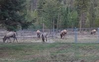 386 Ursa Ln, Priest River, ID 83856