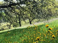 777 Tepusquet Road, Santa Maria, CA 93454