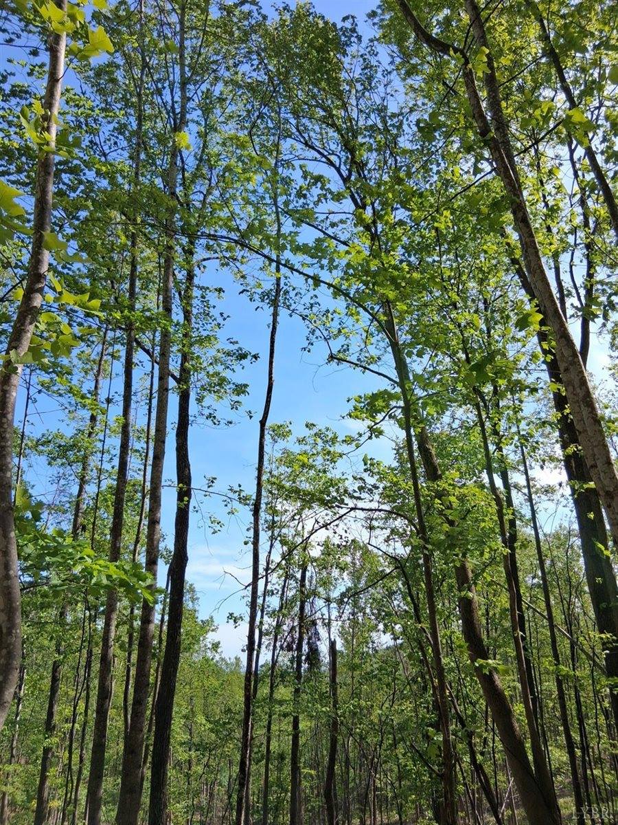 0 Robinson Gap Road, Monroe, VA 24574