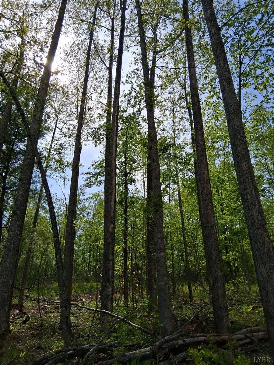 0 Robinson Gap Road, Monroe, VA 24574
