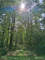 0 Robinson Gap Road, Monroe, VA 24574