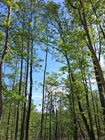 0 Robinson Gap Road, Monroe, VA 24574