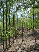 0 Robinson Gap Road, Monroe, VA 24574