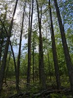 0 Robinson Gap Road, Monroe, VA 24574