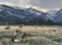 246 Picacho Pl, Drake, CO 80515