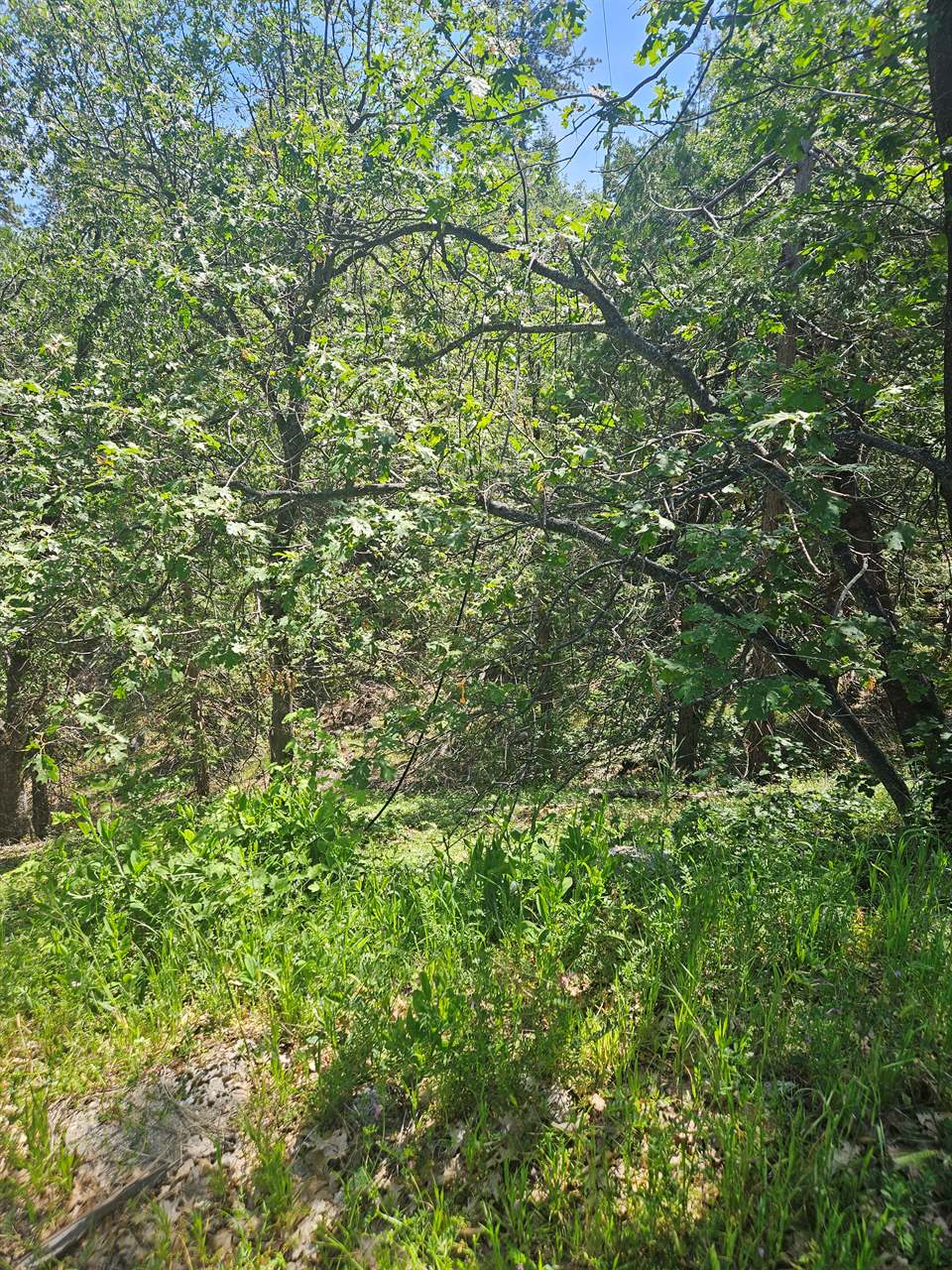 5148 Wylderidge Dr, Murphys, CA 95247