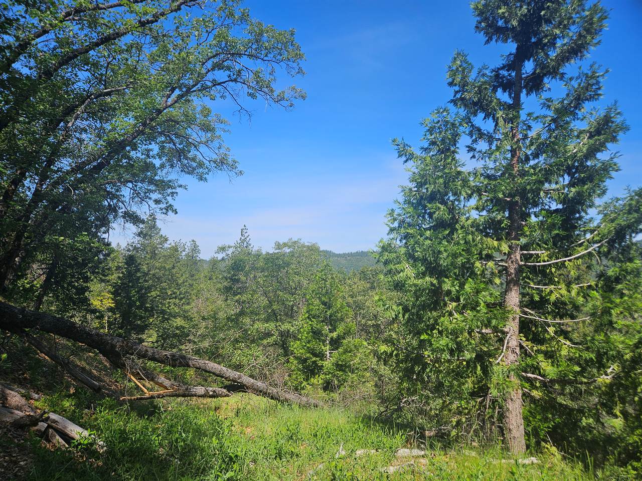5148 Wylderidge Dr, Murphys, CA 95247