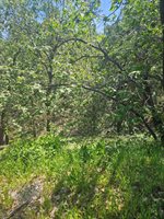 5148 Wylderidge Dr, Murphys, CA 95247