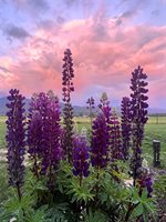 790 Fox Den Trail, Kalispell, MT 59901