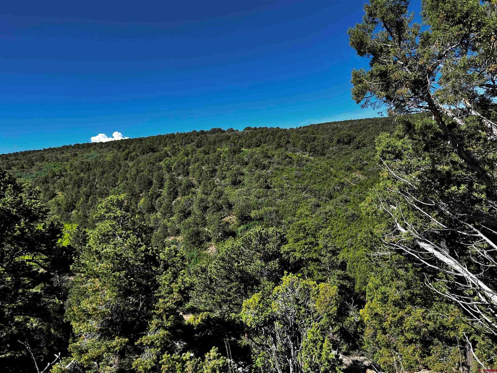 1165 TIMBER RIDGE Road, Montrose, CO 81401