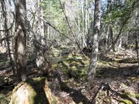 TBD Fitz Road, Kenduskeag, ME 04450