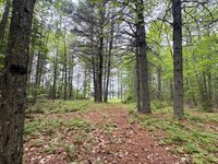 Map03Lot01 White Birch Lane, Passadumkeag, ME 04475