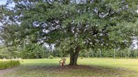 9166 Jefferies Highway, Walterboro, SC 29488