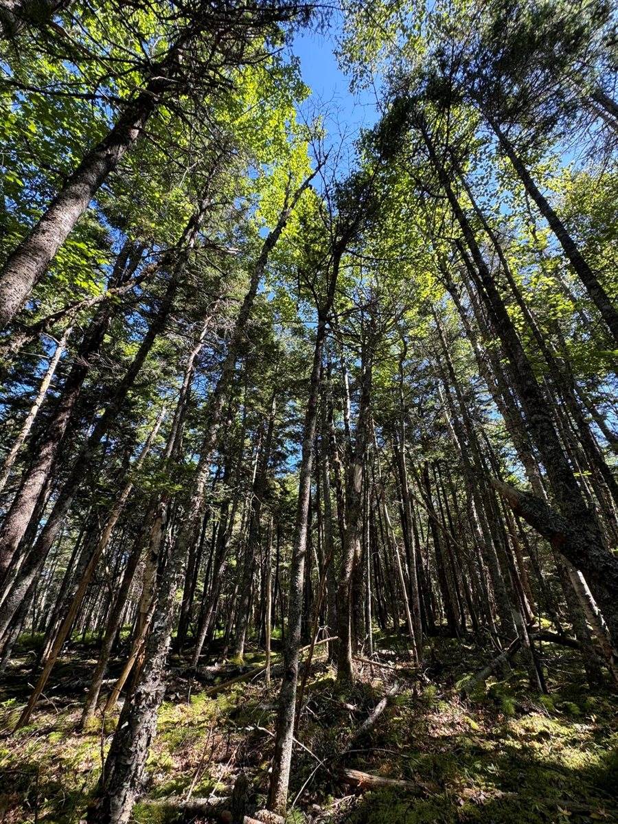 Lot 27 Lively Brook Acres, Whiting, ME 04691