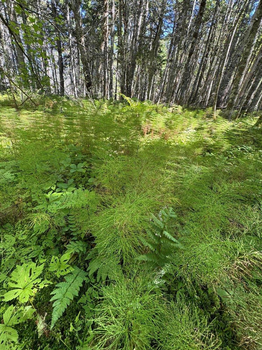 Lot 27 Lively Brook Acres, Whiting, ME 04691