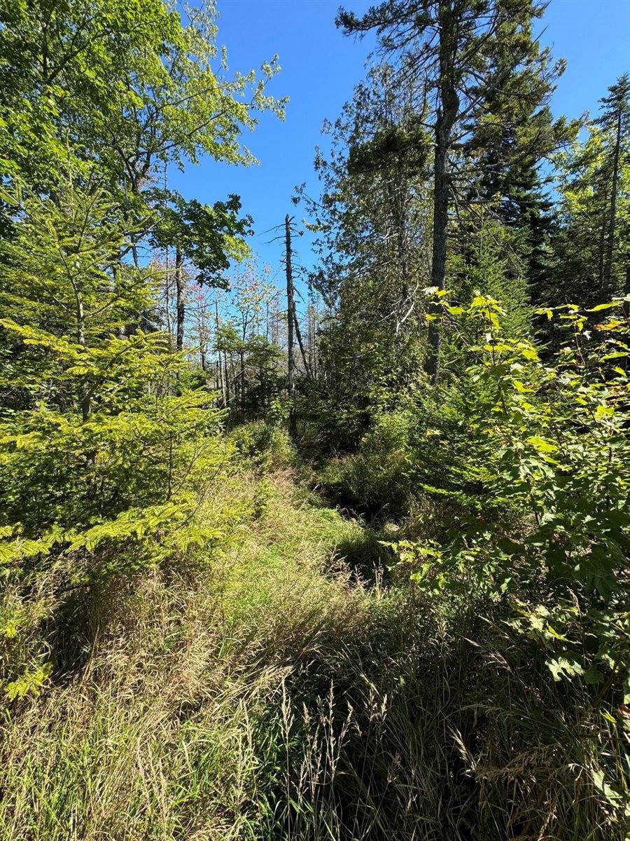 Lot 27 Lively Brook Acres, Whiting, ME 04691
