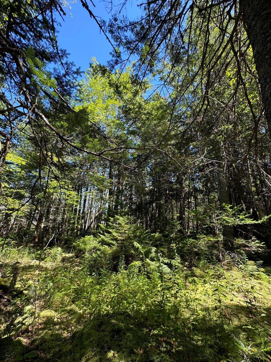 Lot 27 Lively Brook Acres, Whiting, ME 04691