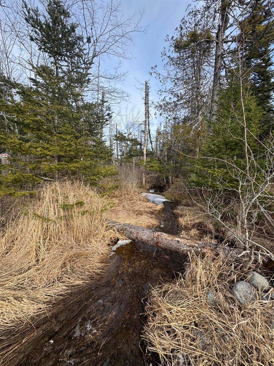 Lot 27 Lively Brook Acres, Whiting, ME 04691