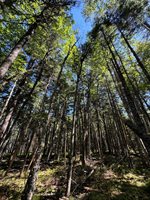 Lot 27 Lively Brook Acres, Whiting, ME 04691