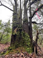 Lot 27 Lively Brook Acres, Whiting, ME 04691