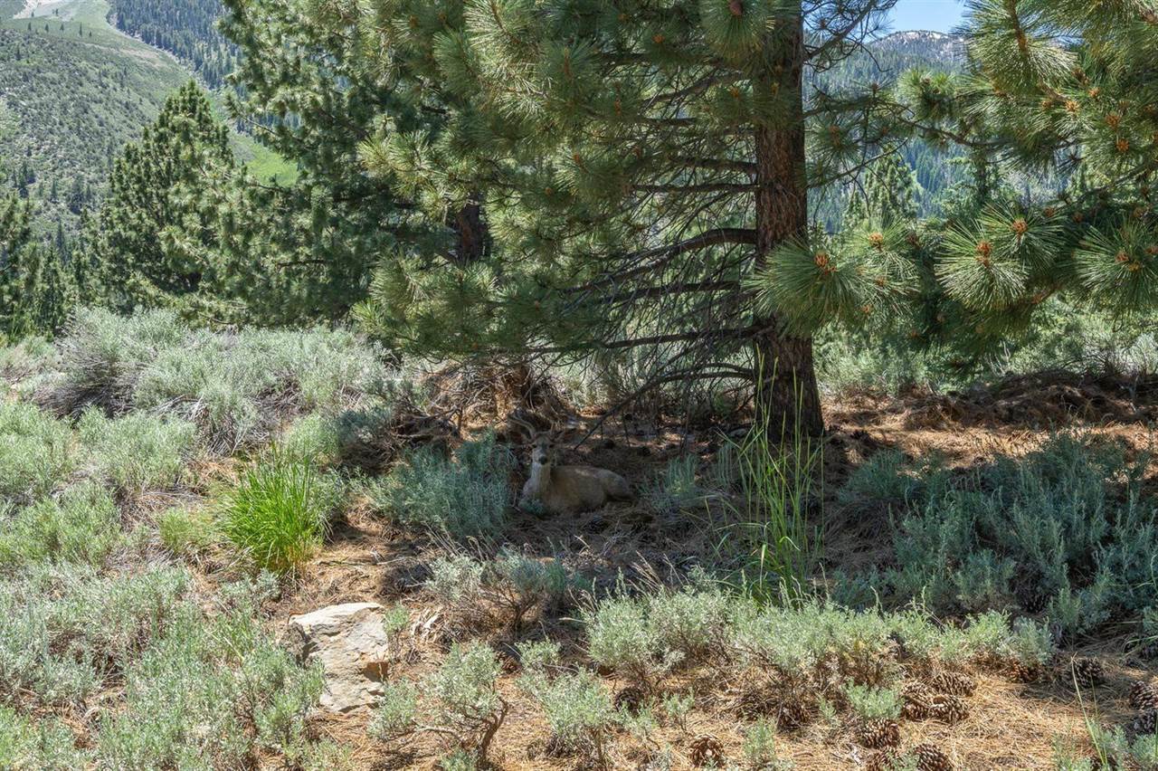 81 Cargill Drive, Bridgeport, CA 93517