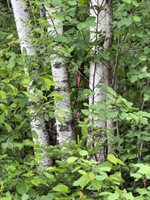 M3 L7-E Fowler Road, Woodland, ME 04736