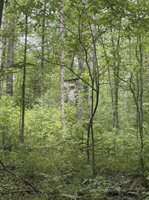 3680 Wieman Road, Beaverton, MI 48612