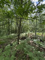 3680 Wieman Road, Beaverton, MI 48612